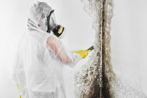 Best Office Mold Removal Services  in Chickasaw, AL