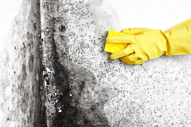 Best Professional Mold Removal  in Chickasaw, AL