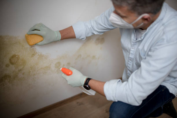 Best Home Mold Removal  in Chickasaw, AL