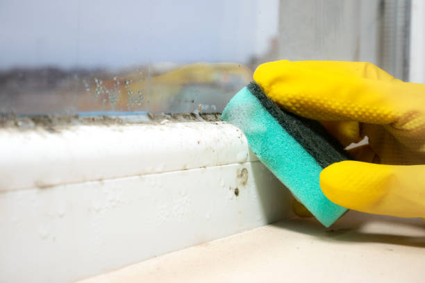 Best Same-Day Mold Removal  in Chickasaw, AL