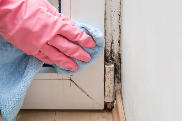 Chickasaw, AL Mold Removal Company