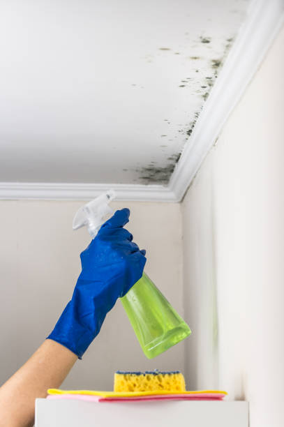 Best Toxic Mold Removal  in Chickasaw, AL