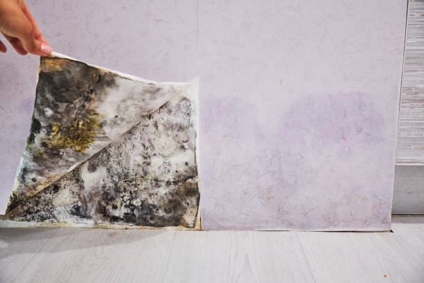 Best Residential Mold Removal  in Chickasaw, AL